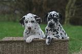 DALMATIEN 499